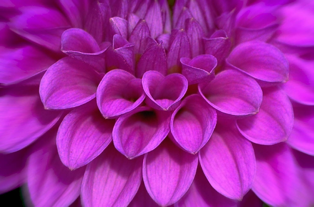 fiore.jpg
