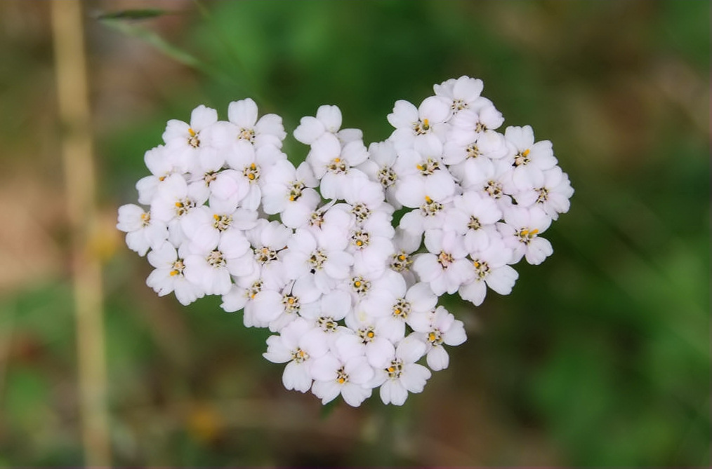 fiori_bianchi.jpg