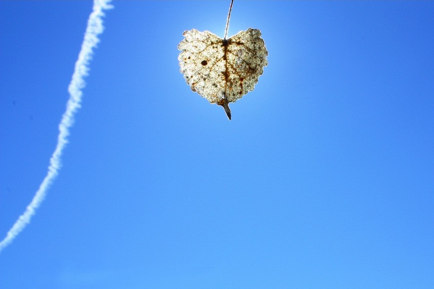foglia-in-cielo.jpg