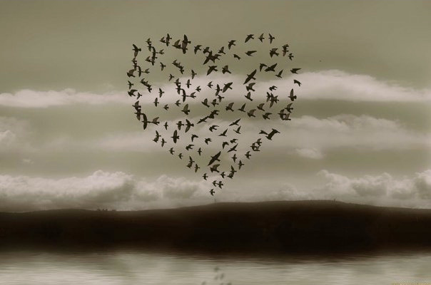 uccelli_in_volo.jpg
